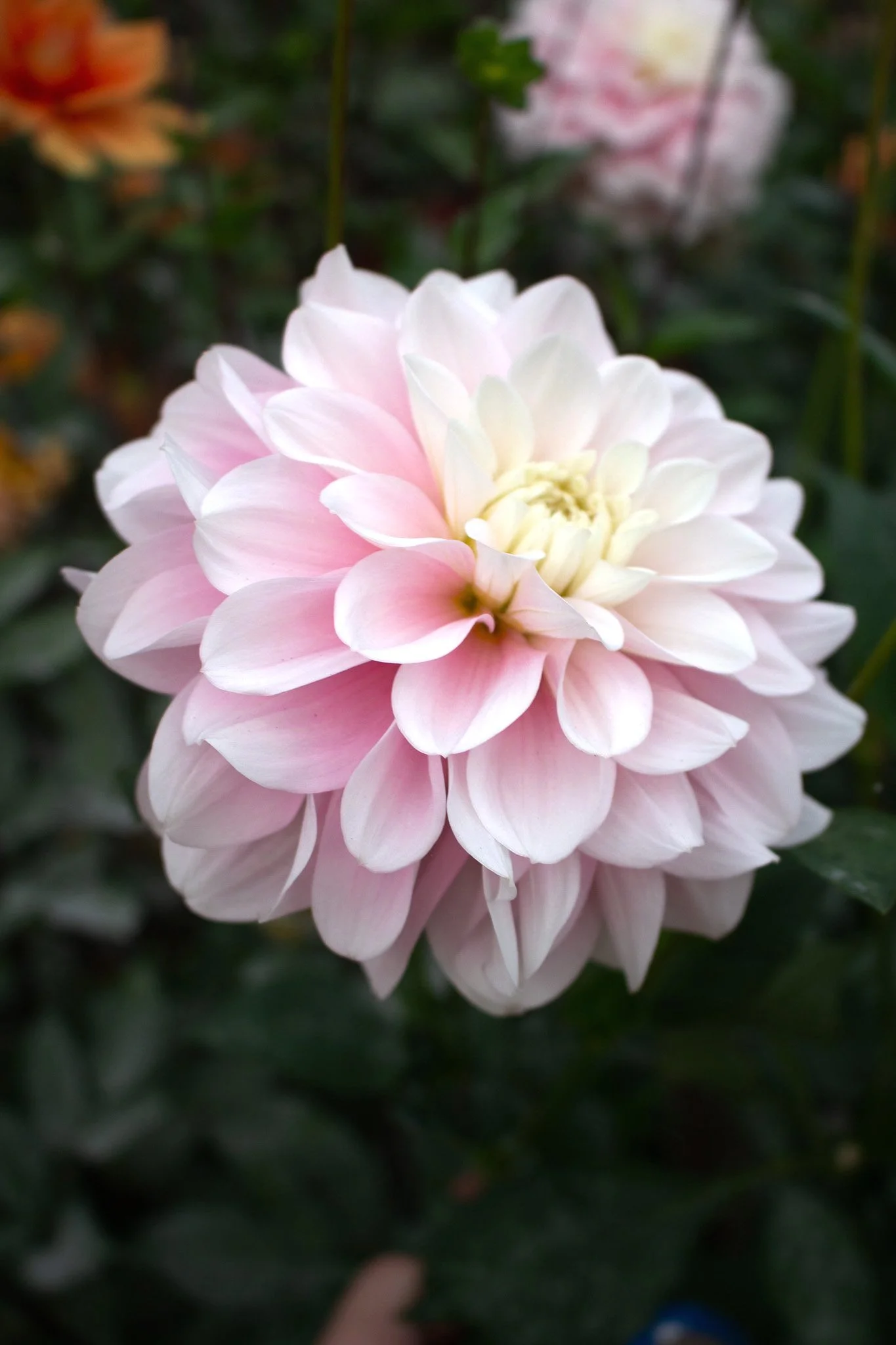 Dahlia : Daddy's Girl — ciderpress lane